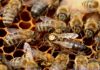 Reine-des-abeilles--24-.jpg