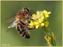 abeille-217-retouche.jpg, avr. 2020