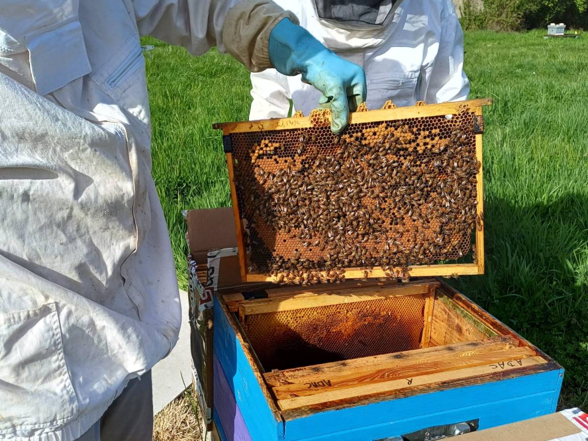 divisions sur le&nbsp;rucher