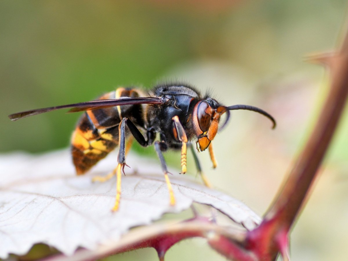 Campagne de lutte contre le frelon asiatique (frelon a pattes&nbsp;jaunes)